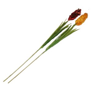 STEM PROTEA SECA C/F.VD.17035