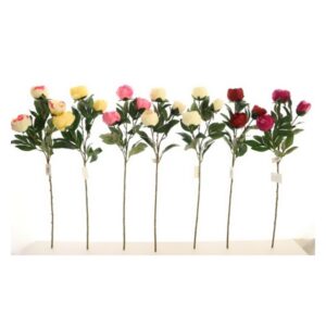 STEM PEONIA 20136